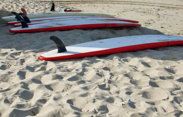 istock Row of single fin longboards on the beach 1481873799