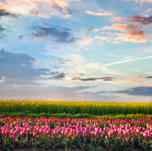 istock Tulip flowers field at sunset in spring 1481873883