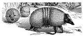 istock Armadillo (Dasypus tricinctus) 1481875153