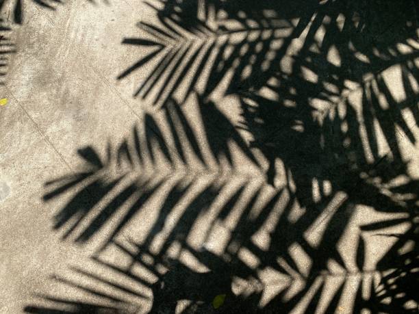istock Shadow of palm fronds on the floor 1481876099