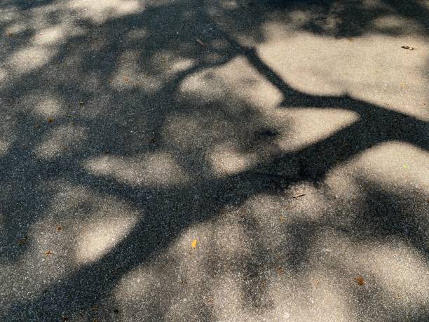 istock Shade of the tree on the ground. 1481876258