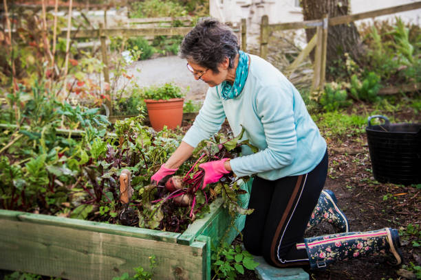 istock Growing Beetroots in an allotment community garden 1481876605