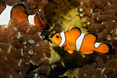 Amphiprioninae clown fish, percula