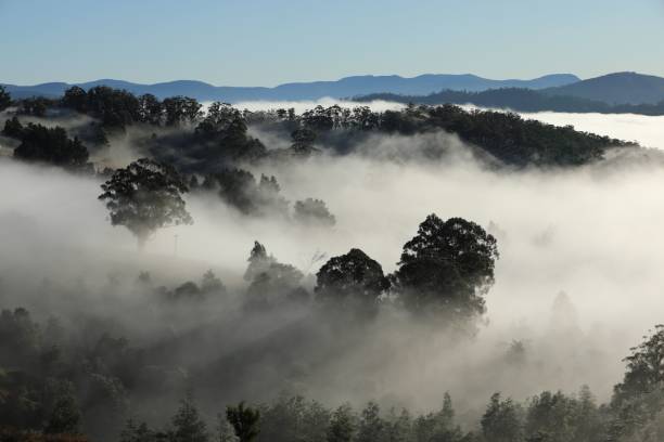 istock fog and mist covering a hill with trees in the background 1481877662