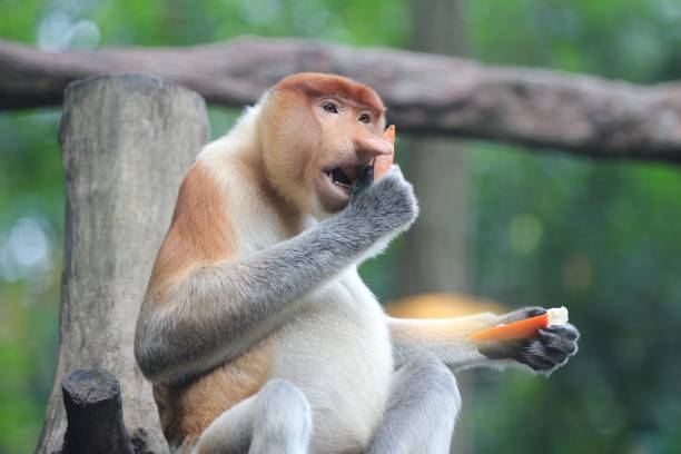 istock a monkey is sitting on top of a tree eating a banana 1481877693