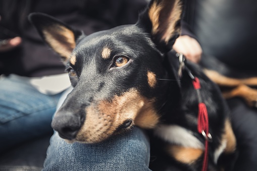 A brown and white Australian Kelpie dog leaning its head and body against the leg of a person while looking up