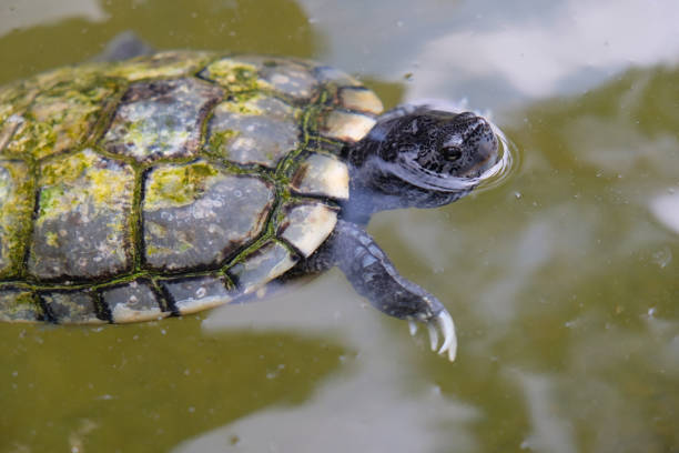 istock green turtle in the pond 1481877814