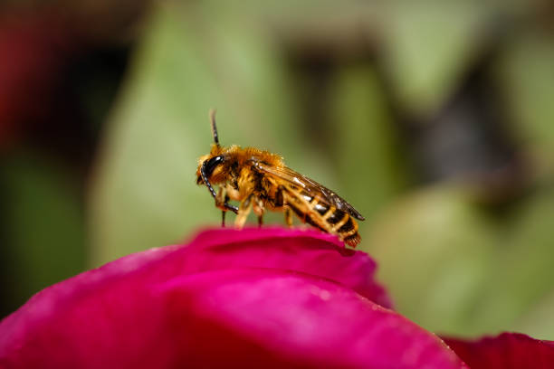 Shooting bee in nature.Macro shot .Bee in focus, background is out of focus, green. Photo of bee from side angle.
