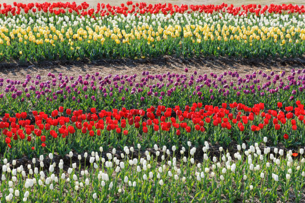 Tulips in full bloom on the riverbed