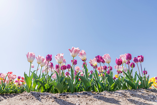 Tulips in full bloom on the riverbed