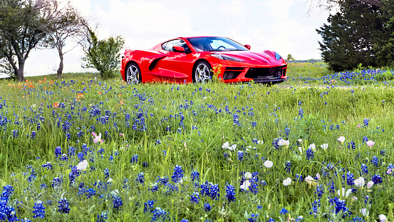 Ennis,Texas  April-12-2023  Texas Bluebonnet trail in Ennis,Texas with red Chevrolet Corvette  in background. Thousands of visitors each year do the bluebonnet trail in early Spring time in the Texas Hill Country.