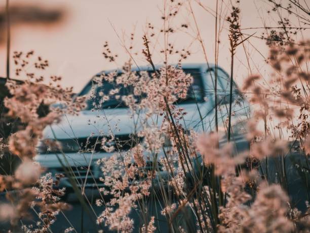 istock Pink flowers with an automobile parked on the background 1481881586