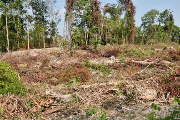 istock timber and wood cutting on ground deforestation problem of the world 1481881673