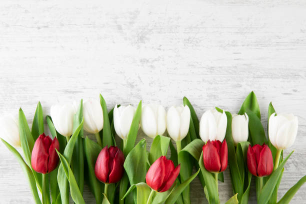 istock Beautiful Tulips on Wooden Background 1481882599