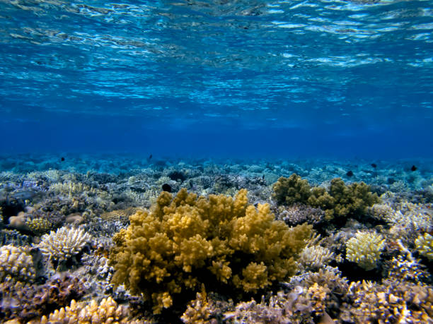 istock Soft and Hard coral, Red Sea 1481883889