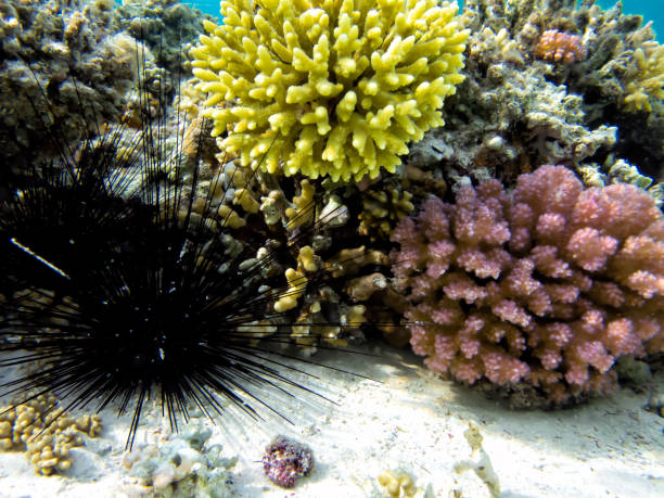 istock Soft and Hard coral, Red Sea 1481883928