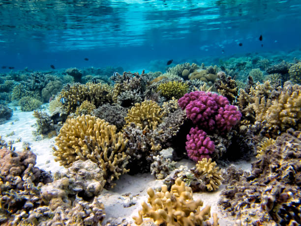 istock Soft and Hard coral, Red Sea 1481883969
