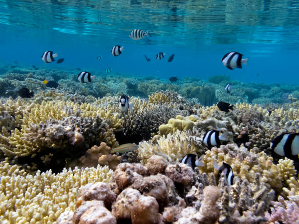 istock Soft and Hard coral, Red Sea 1481883977