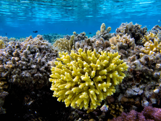 istock Soft and Hard coral, Red Sea 1481884075