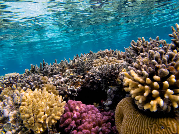 istock Soft and Hard coral, Red Sea 1481884082