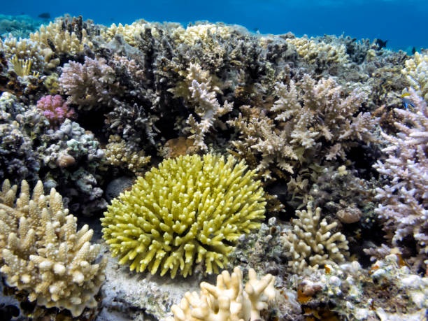 istock Soft and Hard coral, Red Sea 1481884118