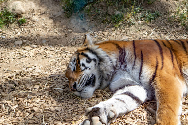 istock sleeping tiger in the savannah 1481885317
