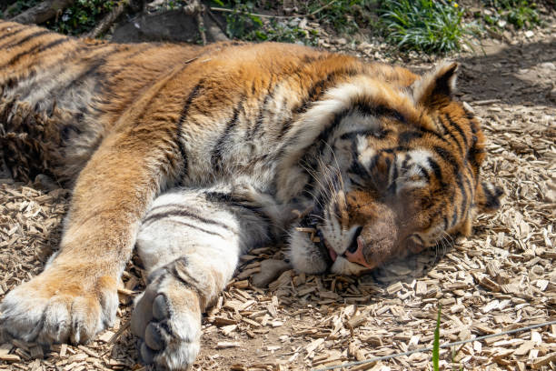 istock sleeping tiger in the savannah 1481885338