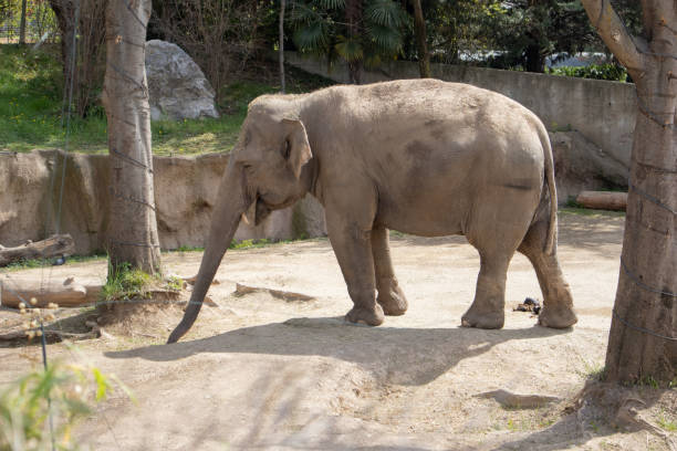 istock an Indian elephant in the savannah 1481885344