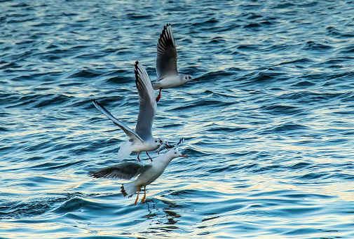 Black-headed Gulls on the Water: A Serene Sight.