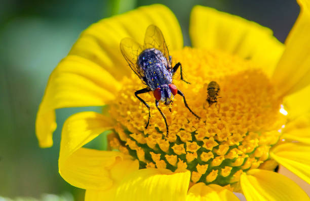 istock Housefly on a Yellow Flower 1481887044