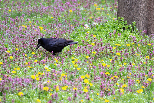Black crow bird on the meadow in spring time