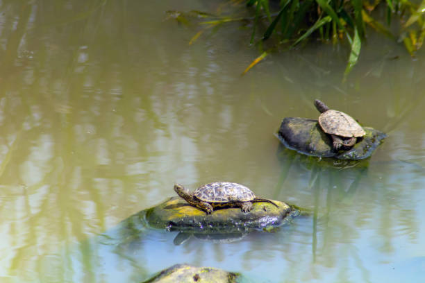 istock Spanish Pond Turtle Basking on a Rock in the Water 1481887207