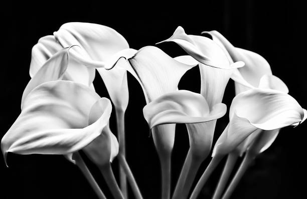 retrato de calla lily - lily calla lily flower single flower - fotografias e filmes do acervo