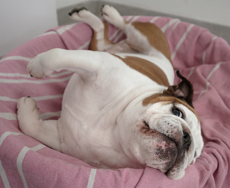 English Bulldog lies on her side in her bed and looks at the camera making a funny face