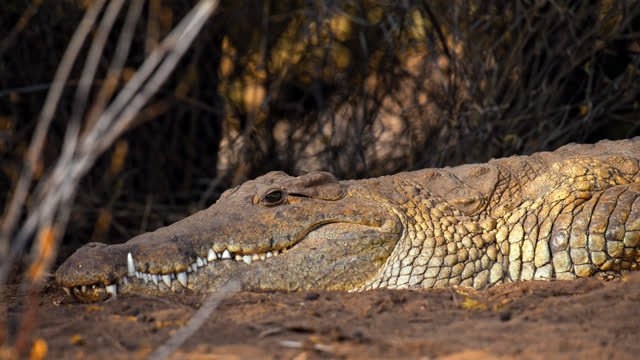 Crocodile laying in dirt on wildlife reserve