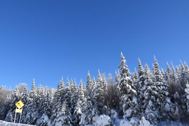 Un ciel bleu Un ciel bleu d'hiver, Québec,. Canada ciel bleu stock pictures, royalty-free photos & images