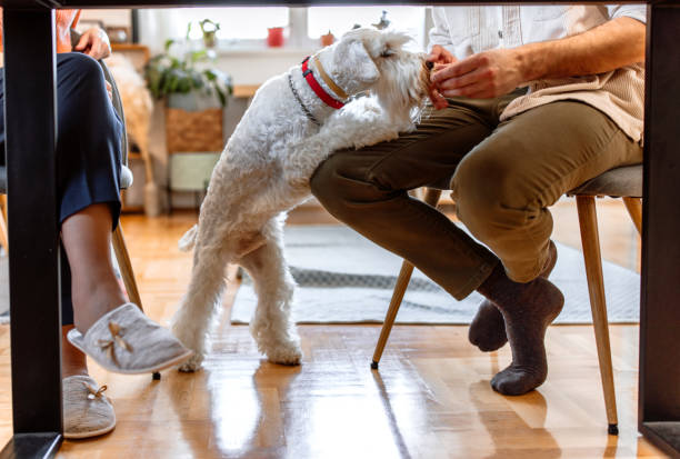 istock Playful dog at home 1481891436