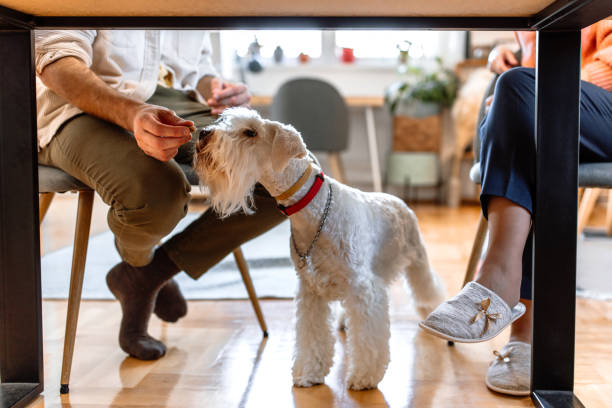 istock Playful dog at home 1481891439