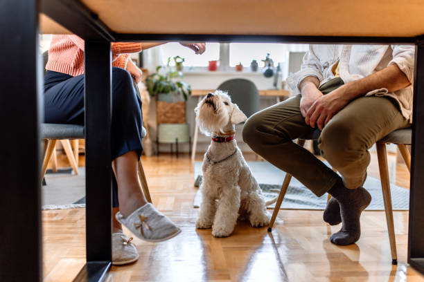 istock Playful dog at home 1481891630