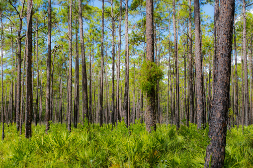 Old growth mesic pine flatwoods with saw palmetto in north Florida.  Upland and scrub habitat great birding destination