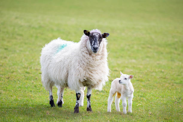 istock Sheep in County Antrim, Northern Ireland. 1481891856