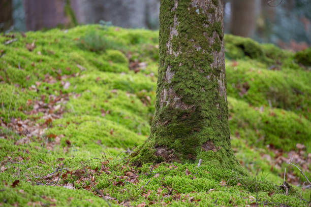 istock Mossy tree trunk base with moss woodland floor 1481891949