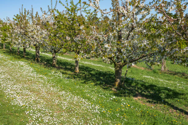 istock Cherry blossom in the Rheingau/Germany 1481893474
