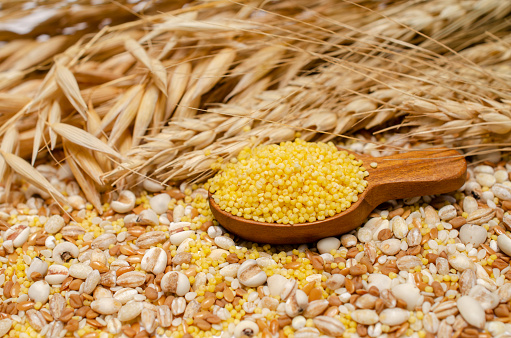 Closed up dry organic yellow millet seed pile in wooden spoon over blur oat and barley bundle and mixed cereal and grain seed background