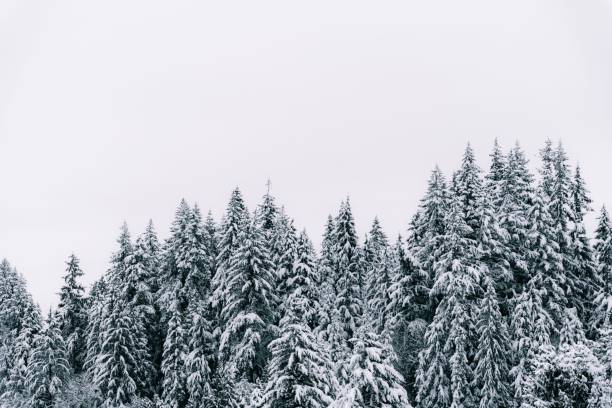 istock Winter landscape with an evergreen forest covered in pristine snow, Canada 1481895624