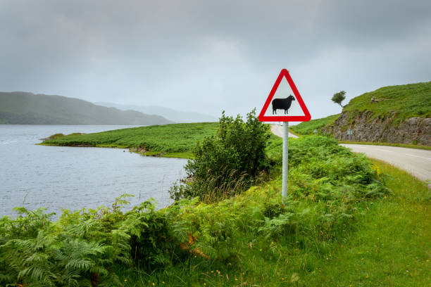 segnale stradale di avvertimento delle pecore vicino a loch assynt, north west highlands, scozia, regno unito - loch assynt foto e immagini stock