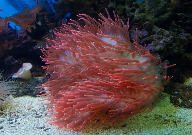 underwater image of an Actiniaria - Sea Anemone, coral