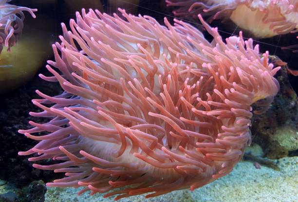 istock underwater image of an Actiniaria - Sea Anemone 1481900079