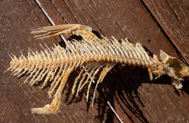 istock A close-up of a fish skeleton on the planks 1481900364