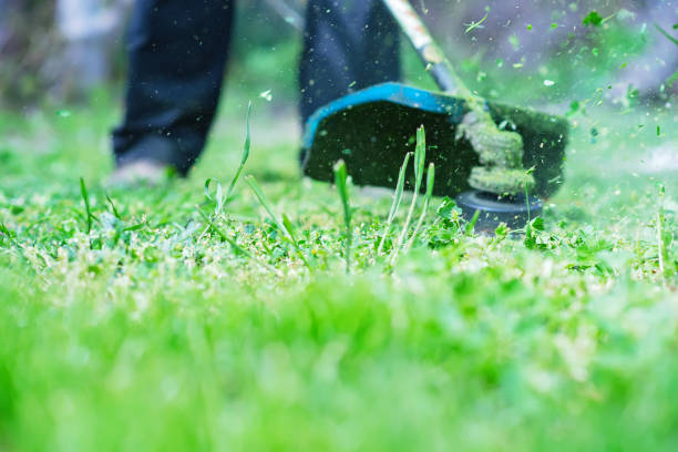 istock Gardening. Cutting the lawn with cordless grass trimmer, edger, 1481901304